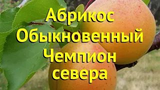 Абрикос обыкновенный. Краткий обзор, описание характеристик prunus armeniaca CHEMPION SEVERA