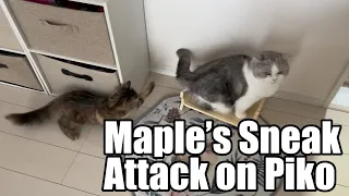 Maple's sneak attack on Piko