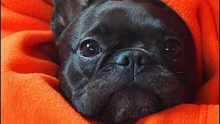 French Bulldogs Funny Moments & Fails Compilation #24 французский бульдог приколы