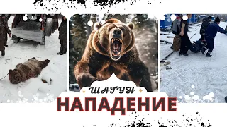 НАПАДЕНИЯ МЕДВЕДЯ ШАТУНА НА ЧЕЛОВЕКА | СЛАБЫМ НЕ СМОТРЕТЬ |  ШОКИРУЮЩИЕ СОБЫТИЕ С РЕАЛЬНЫМИ КАДРАМИ