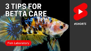 3 Betta Fish Care Tips #shorts