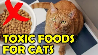 10 Foods That Are Toxic To Cats/All Cats