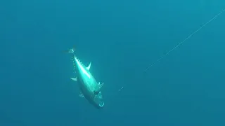 California Dreamin’ - SoCal Bluefin Tuna Fishing