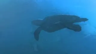 Turtle Moment | Aliwal Shoal South Africa | Shark Dive