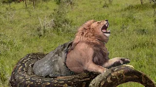 10 Animals who can kills the Lion, Wild Animals Attack