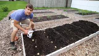 Things We do To Ensure HUGE Potato Yields