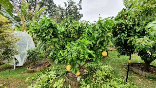 How I Pruned My 8 yo POMELO Tree