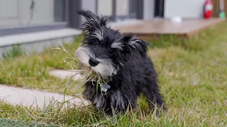 First grooming for baby Schnauzer.