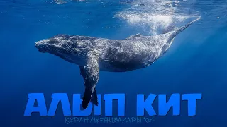 Құран мұғжизалары 104: Алып кит ᴴᴰ