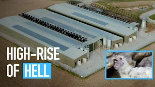 High-Rise of Hell | UK Chicken Farms