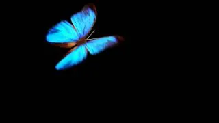 blue butterfly on black