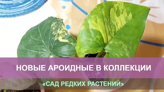 Вариегатные ароидные, новое в коллекции  Распаковка. Филодендроны, сингониумы.