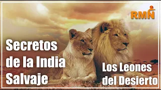 Secretos de la India Salvaje, Los Leones del Desierto - Documental