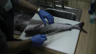 How to Fillet a Blue Catfish Quickly Without Skinning