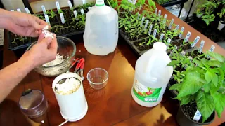 How to Make an Eggshell & Vinegar Fertilizer to Manage Blossom End Rot - Recipe & Use:  DIY Ep-2