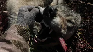 2019 North Idaho Wolf Hunting ( Triple Down ) Brandon Pitcher ( Short Version )