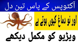 Important Facts of Octopus in Urdu/hindi