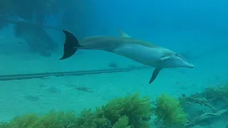 дельфины дайвинг сентябрь 2020 Эйлат דולפינים, צלילה, ספטמבר 2020 אילת Eilat dolphins diving