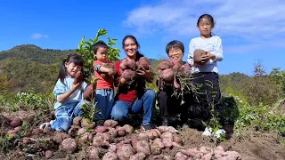 A bumper harvest of sweet potatoes.Big and plentiful.Grandma was very happy.