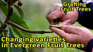 Grafting Fruit Trees | Changing varieties in Evergreen Fruit Trees | An example using Loquat Trees