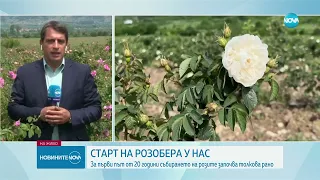 Тази година розоберът подрани заради топлото време - Новините на NOVA (08.05.2024)