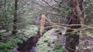 Bigfoot Porthole Thetford forest UK?Road Trip#wilderness#adventure#cryptids#mytholgy#bigfootrc