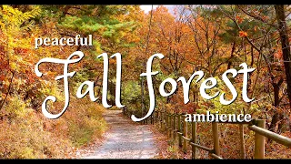 Relaxing Autumn/Fall Forest Ambience - Calming wind, Rustling Leaves, Distant Birds, Peaceful Trees