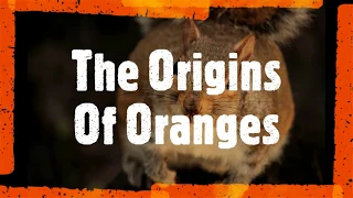 The Origins Of Oranges  Sedgewick Shorties