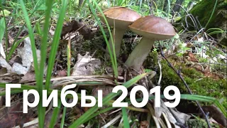 ГРИБЫ 2019. ОТКРЫЛИ СЕЗОН.