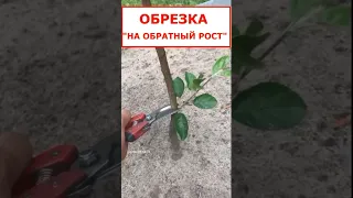 ОБРЕЗКА НА ОБРАТНЫЙ РОСТ - что это и для чего?