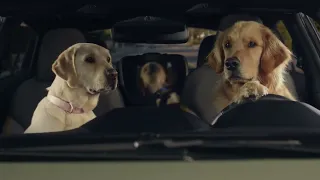 Subaru Dog Tested | On Repeat
