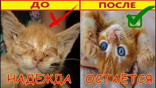 Лечим Больные Глаза у Брошенных Котят. Выхаживаем Бездомных Котят. Подобрал Котенка.