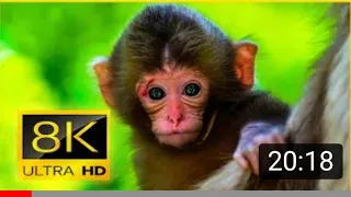 Ultimate Wild Animals Collection in 8K ULTRA HD / 8K TV, NATURE.🤯🤪🤬