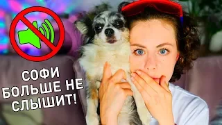 СОФИ ОГЛОХЛА! МОЯ СОБАКА ТЕПЕРЬ ГЛУХАЯ, БОЛЬШЕ НЕ СЛЫШИТ - КАК Я УЗНАЛА, ЧТО СЛУЧИЛОСЬ?