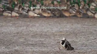Peregrine falcon takes a Duck Head away | घुमन्तु बाज़ बतख का सिर ले गया।