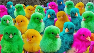 World Cute Chickens, Colorful Chickens, Rainbows Chickens, Cute Ducks, Cat, Rabbits,Cute Animals🐤🦆🐣🐟