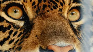 Jaguar del Guaviare