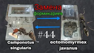 Переселение ectomomyrmex javanus в формикарий camponotus singularis и наоборот. AntGart