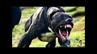 ВОТ КАК ВЫГЛЯДИТ САМАЯ ОПАСНАЯ СОБАКА В МИРЕ  HOW LOOKS ARE THE DANGEROUS DOG IN THE WORLD