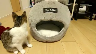 #45 猫ちぐらと猫