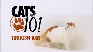 Турецкий ван 101Kote.ru Turkish van 101Cats