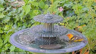 Beautiful Western Tanager Taking a Bath. #birdbath #waterfountain #nature #westerntanager