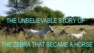 EPISODE 4 - The Unbelievable Story of the Zebra that Became a Horse