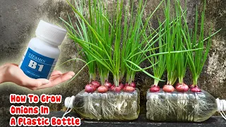 How To Grow Onions In A Plastic Bottle | Growing Onion with Water | Bear's Garden