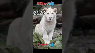 2023 vs 5000 bce white lion 🦁 #evolution#myth#shortvideo subscribe for more :-@factsahab313#shorts