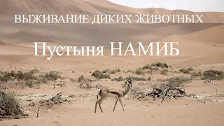 ЗВЕРИ, РОЖДЕННЫЕ ВЫЖИВАТЬ! ПУСТЫНЯ НАМИБ Документальный фильм Nat Geo WILD