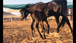 first days of new foals.. how to gain their trust?