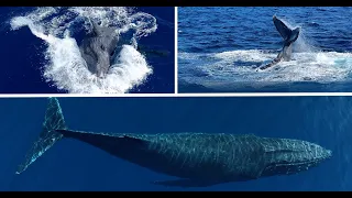 Humpback Whale Slaps Tail Over & Over:  Ultimate Whales Expedition Ep 2