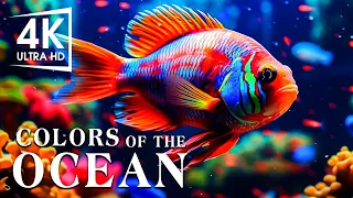 The Best 4K Aquarium - The Colors of the Ocean, The Sound Of Nature #4