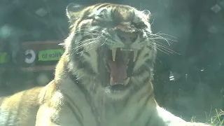 The sound of beasts roaring ASMR. 맹수들이 울부짖는 소리.Beast sound ASMR.Lions roaring.Tigers,Jaguar roaring.